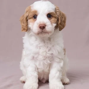 F1 Cavapoo Puppy for Sale
