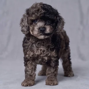 F1 Cavapoo Puppy for Sale