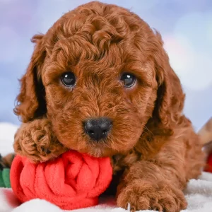 F1b Cavapoo Puppy for Sale