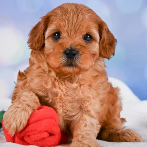 F1b Cavapoo Puppy for Sale