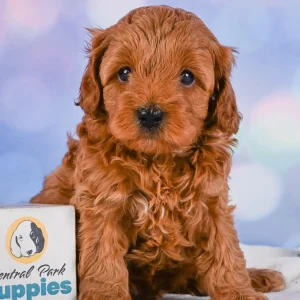 F1b Cavapoo Puppy for Sale