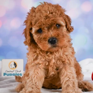 F1b Cavapoo Puppy for Sale