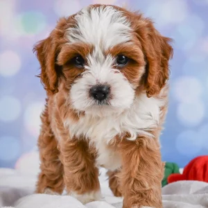 F1 Cavapoo Puppy for Sale