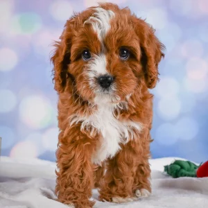F1 Cavapoo Puppy for Sale