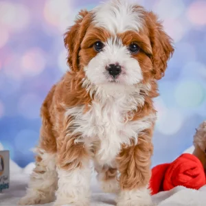 F1 Cavapoo Puppy for Sale