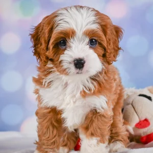 F1 Cavapoo Puppy for Sale