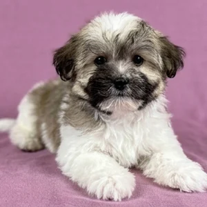 Havanese Puppy for Sale