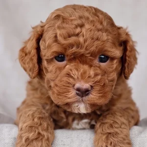 Toy Poodle Puppy for Sale