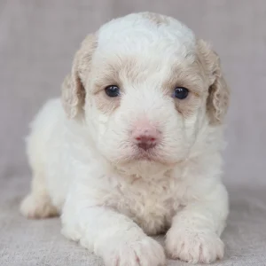 Toy Poodle Puppy for Sale