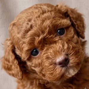 Toy Poodle Puppy for Sale