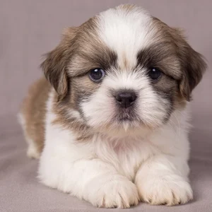 Shih Tzu Puppy for Sale