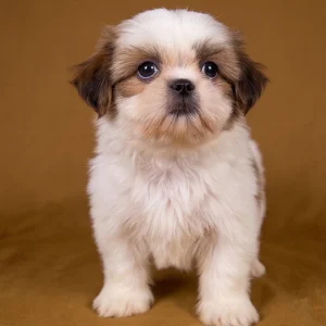 Shih Tzu Puppy for Sale