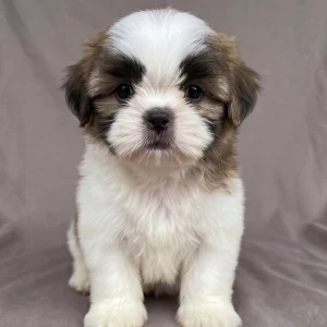 Shih Tzu Puppy for Sale