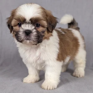 Shih Tzu Puppy for Sale