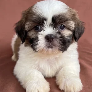Shih Tzu Puppy for Sale