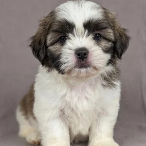 Shih Tzu Puppy for Sale
