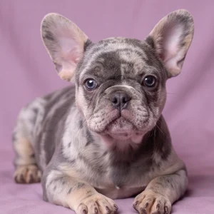 French Bulldog Puppy for Sale