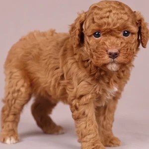 Toy Poodle Puppy for Sale