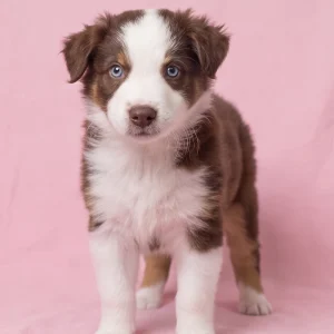 Australian Shepherd Puppy for Sale