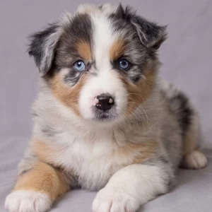 Australian Shepherd Puppy for Sale