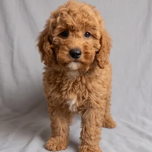 F1b Mini Goldendoodle Puppy for Sale