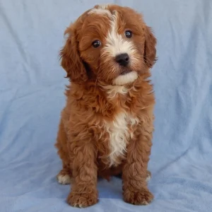 F1b Mini Goldendoodle Puppy for Sale