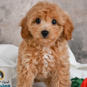 F1 Cavapoo Puppy for Sale