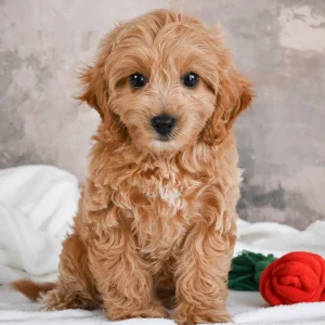 F1 Cavapoo Puppy for Sale