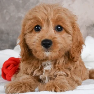 F1 Cavapoo Puppy for Sale