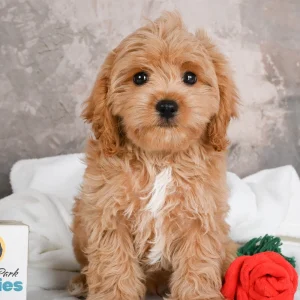 F1 Cavapoo Puppy for Sale