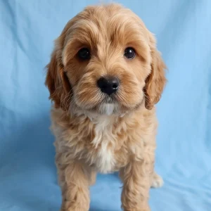 F1b Cavapoo Puppy for Sale