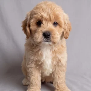 F1b Cavapoo Puppy for Sale