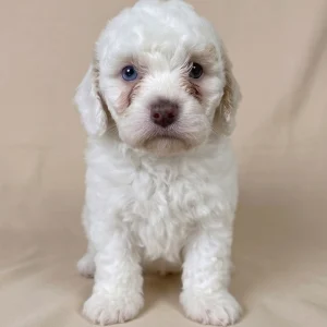 Miniature Poodle Puppy for Sale