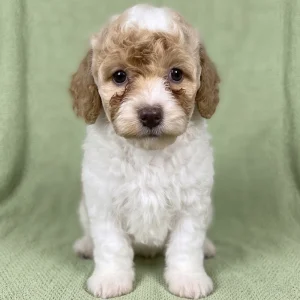Miniature Poodle Puppy for Sale