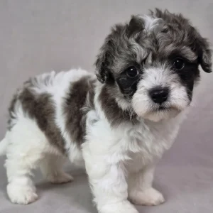 Miniature Poodle Puppy for Sale