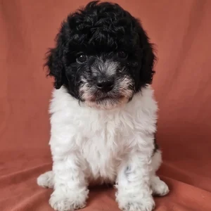 Miniature Poodle Puppy for Sale