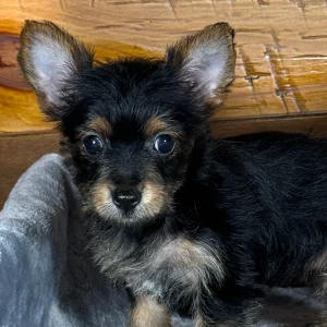 Yorkshire Terrier Puppy for Sale