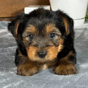 Yorkshire Terrier Puppy for Sale