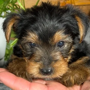 Yorkshire Terrier Puppy for Sale