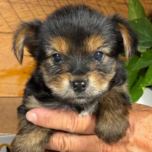 Yorkshire Terrier Puppy for Sale