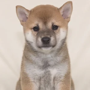 Shiba Inu Puppy for Sale