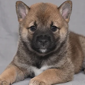Shiba Inu Puppy for Sale