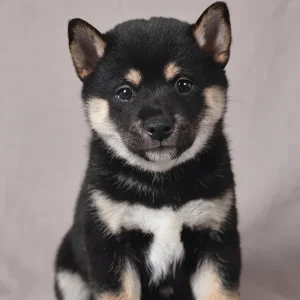 Shiba Inu Puppy for Sale