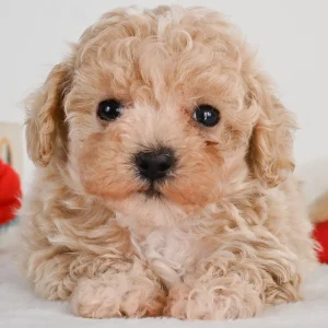 F1b Maltipoo Puppy for Sale