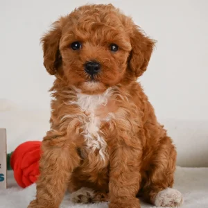 F1b Maltipoo Puppy for Sale