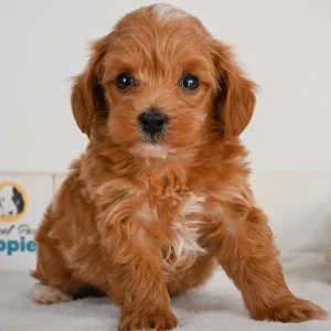 F1b Maltipoo Puppy for Sale