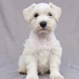 Miniature Schnauzer Puppy for Sale