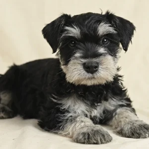 Miniature Schnauzer Puppy for Sale