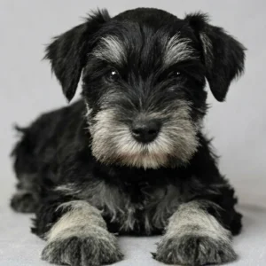 Miniature Schnauzer Puppy for Sale