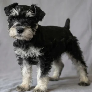 Miniature Schnauzer Puppy for Sale